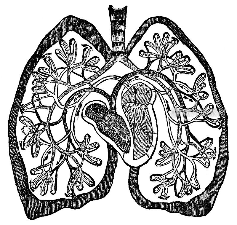 显示肺循环的人体心脏和肺部的医学插图横切面- 19世纪